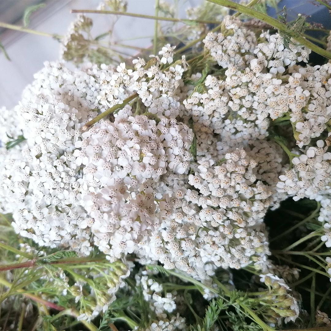 Essenciagua Yarrow Organic Hydrosol, 250ml - Elliotti