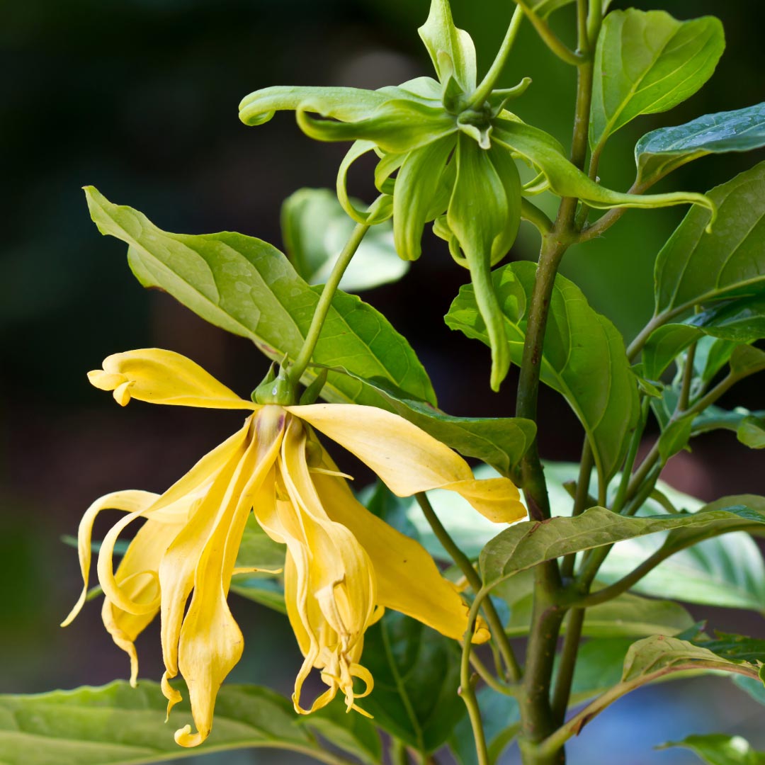 Essenciagua Ylang Ylang Organic Hydrosol, 250ml - Elliotti