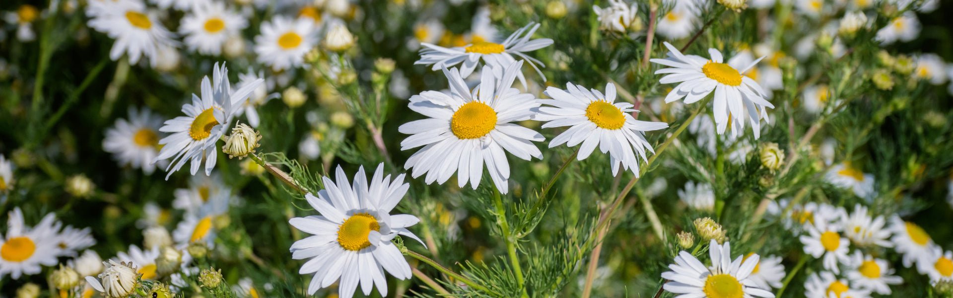 24 Ways to Use Organic Roman Chamomile Hydrosol - Elliotti