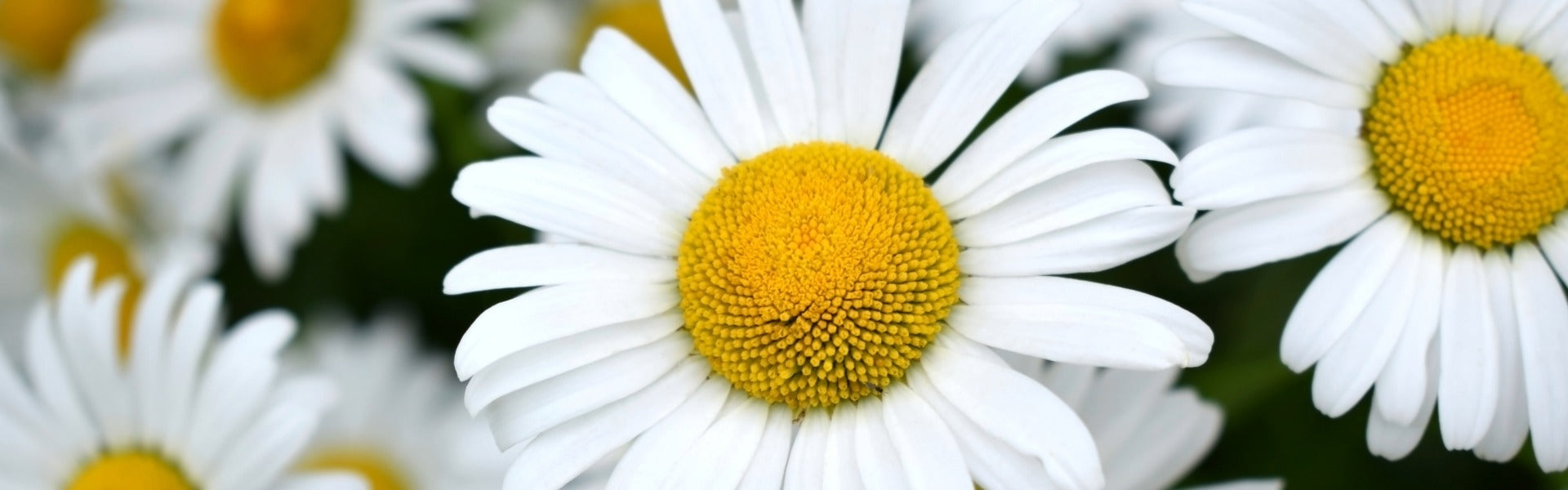 24 Ways to Use Organic Roman Chamomile Hydrosol