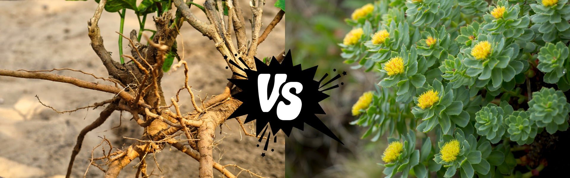 Ashwagandha or Rhodiola: Which Adaptogen Should You Choose? - Elliotti