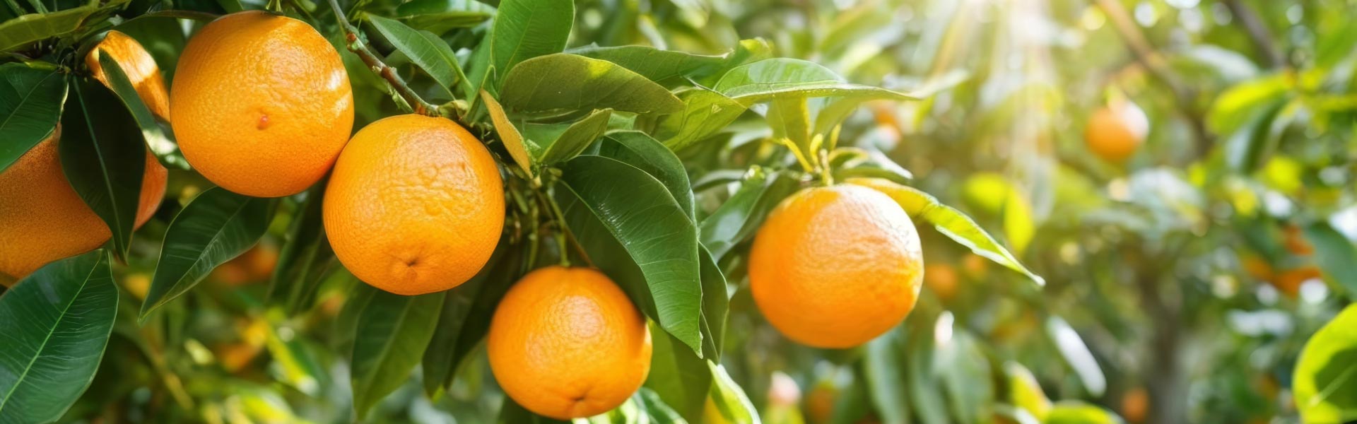 Orange tree with ripe oranges