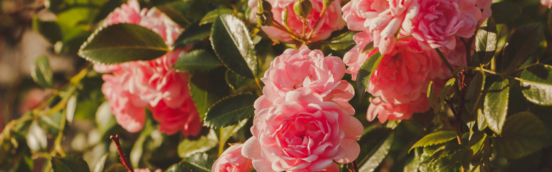 24 Ways of using Rose Damask Organic Hydrosol