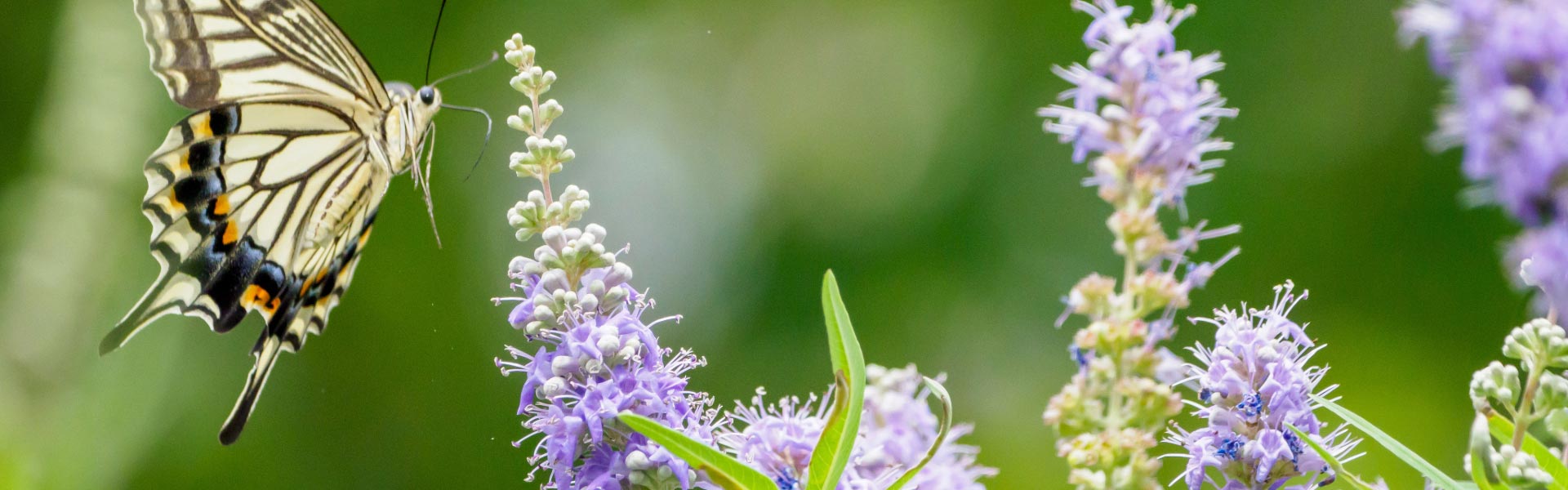 What are adaptogenic plants? - Elliotti