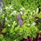 Close-up of a green conifer branch of Abies Alba with two small purple-brown pine cones among bright green needles, photographed outdoors with blurred foliage in the background.