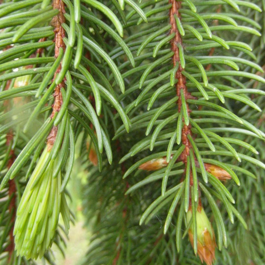 Close-up of green conifer branches Abies alba with needle-like foliage and small brownish-red bud clusters.