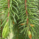 Close-up of green conifer branches Abies alba with needle-like foliage and small brownish-red bud clusters.