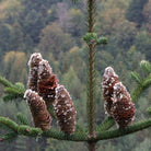 Close-up of several brown pine cones Abies alba on a green evergreen branch, with a blurred forest background.