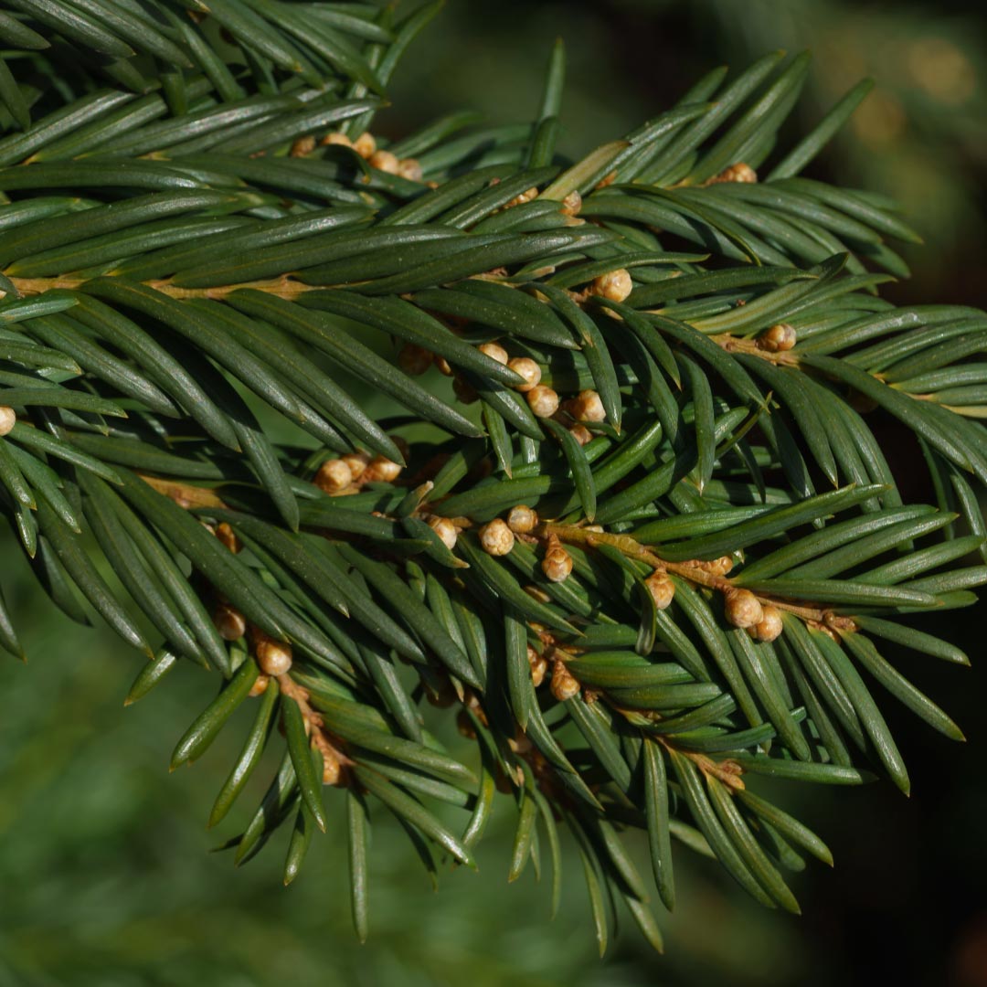 Close-up of a conifer branch of Abies-grandis with dark green needles and small tan seed cones against a blurred green background.