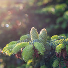 Close-up of a conifer branch of Abies-grandis with two light green cones and bright green needles against a softly blurred outdoor background with warm sunlight and bokeh.