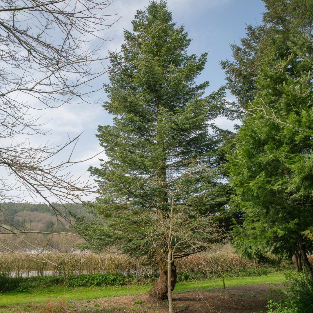 A tall giant fi tree outdoors in a grassy area, surrounded by other evergreen trees under a blue sky with light clouds.