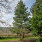 A tall giant fi tree outdoors in a grassy area, surrounded by other evergreen trees under a blue sky with light clouds.