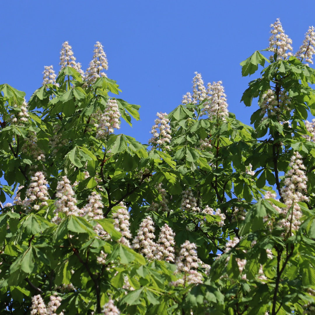 A close-up view of a leafy tree -white chestnut -  with clusters of pale pink to white flowers against a clear blue sky.