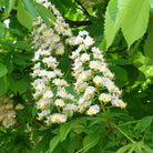 Close-up of flowering horse chestnut branches with clusters of white blossoms and green leaves.