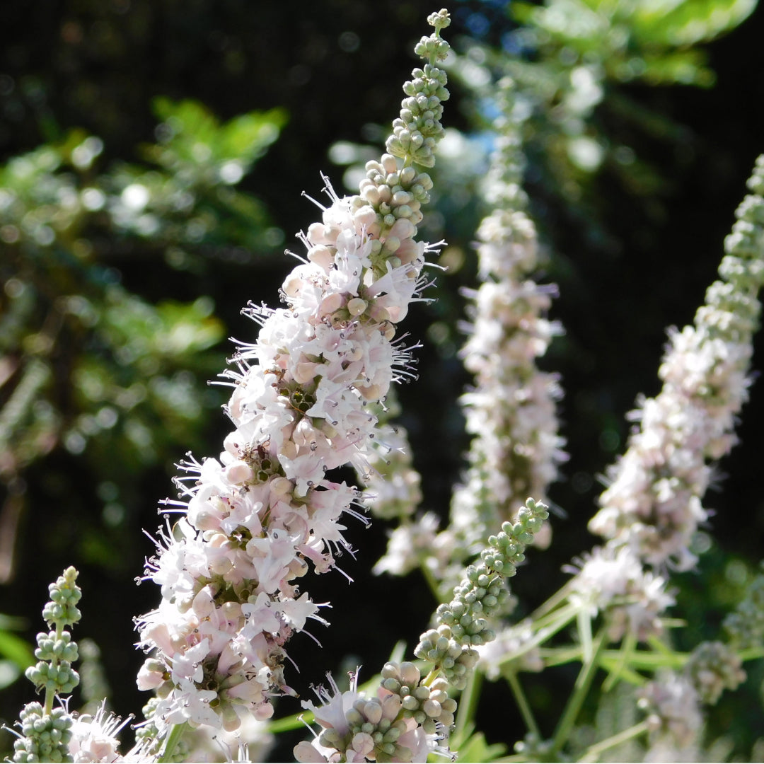The medicinal plant Vitex agnus castus in pink