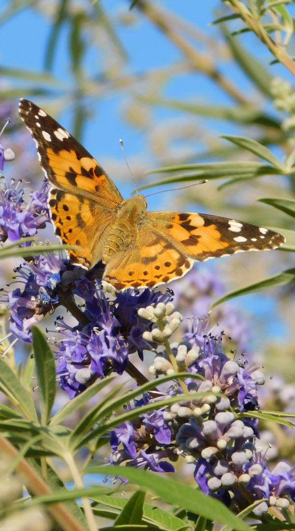 Purple vitex agnus castus flower with a butterfly sitting on top