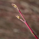 Close-up of a red twig plant stem with two small budding leaves of Cornus sanguinea against a soft, blurred brown background.
