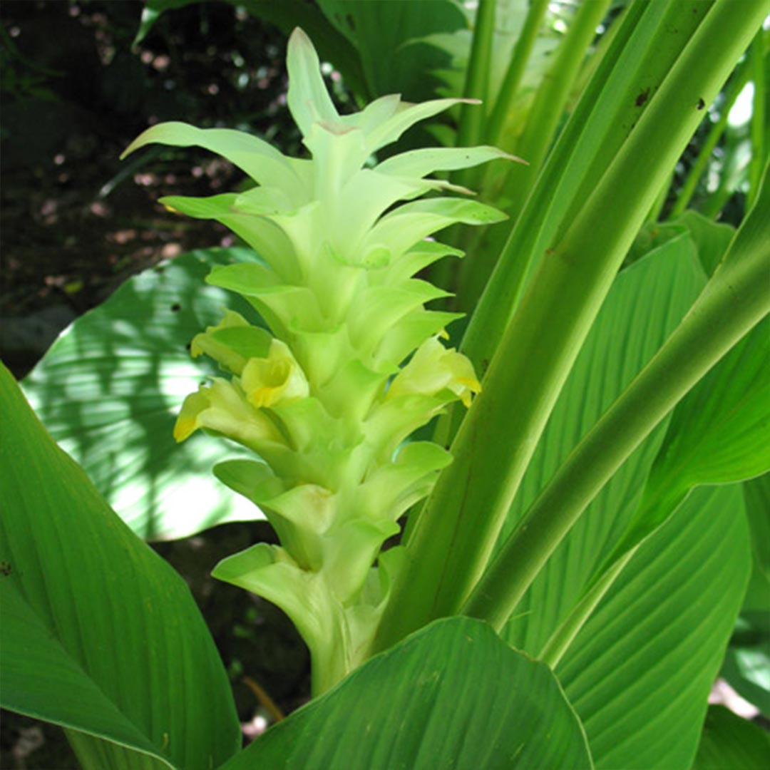 A close-up of a green turmeric plant - Curcuma longa - with a pale yellow-green flower stalk surrounded by large green leaves in a natural outdoor setting.