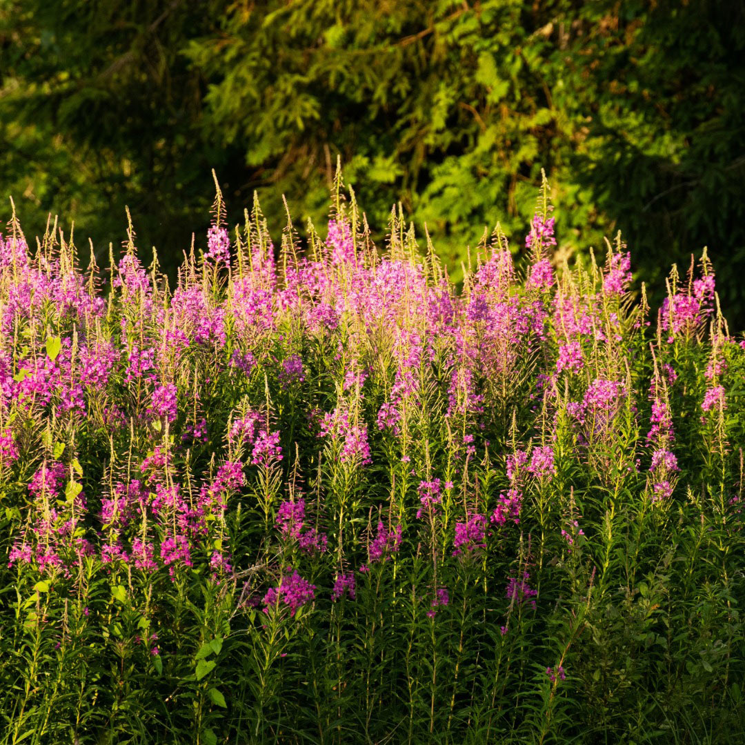 A field of bright pink-purple willowherb ( Epilobium angustifolium ) with green stems and leaves, set against a soft-focus background of dark green foliage.
