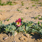 Harpagophytum - Pink flower with green leaves on a sandy background