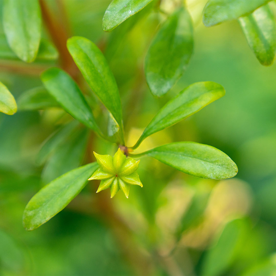 Close-up of a green leafy plant - Star Anise (Illicium verum) with a small yellow star-shaped flower in the center, photographed outdoors against a soft blurred green background.