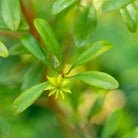 Close-up of a green leafy plant - Star Anise (Illicium verum) with a small yellow star-shaped flower in the center, photographed outdoors against a soft blurred green background.