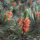 Close-up of a pine branch with green needles and small orange-brown male cones. Pinus sylvestris