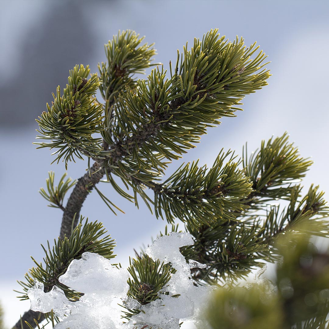 Close-up of green pine branches with snow on a snowy branch against a soft blue sky background. Pinus sylvestris