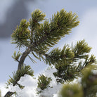 Close-up of green pine branches with snow on a snowy branch against a soft blue sky background. Pinus sylvestris
