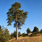 A tall pine tree stands on a grassy hillside under a clear blue sky, with smaller trees and rocks in the background. Pinus sylvestris
