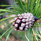 A close-up of a pine cone on a pine branch with green needles, photographed outdoors with a blurred natural background.
