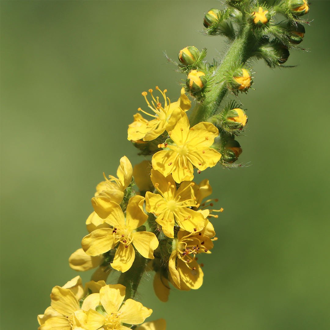 Herbiolys Agrimony No. 1 Organic Bach Flower Remedy 15ml - Elliotti