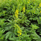 Herbiolys Agrimony No. 1 Organic Bach Flower Remedy 15ml - Elliotti
