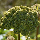 Angelica archangelica plant