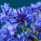 Elliotti Anti - Jet Lag Travel Bundle - Elliotti