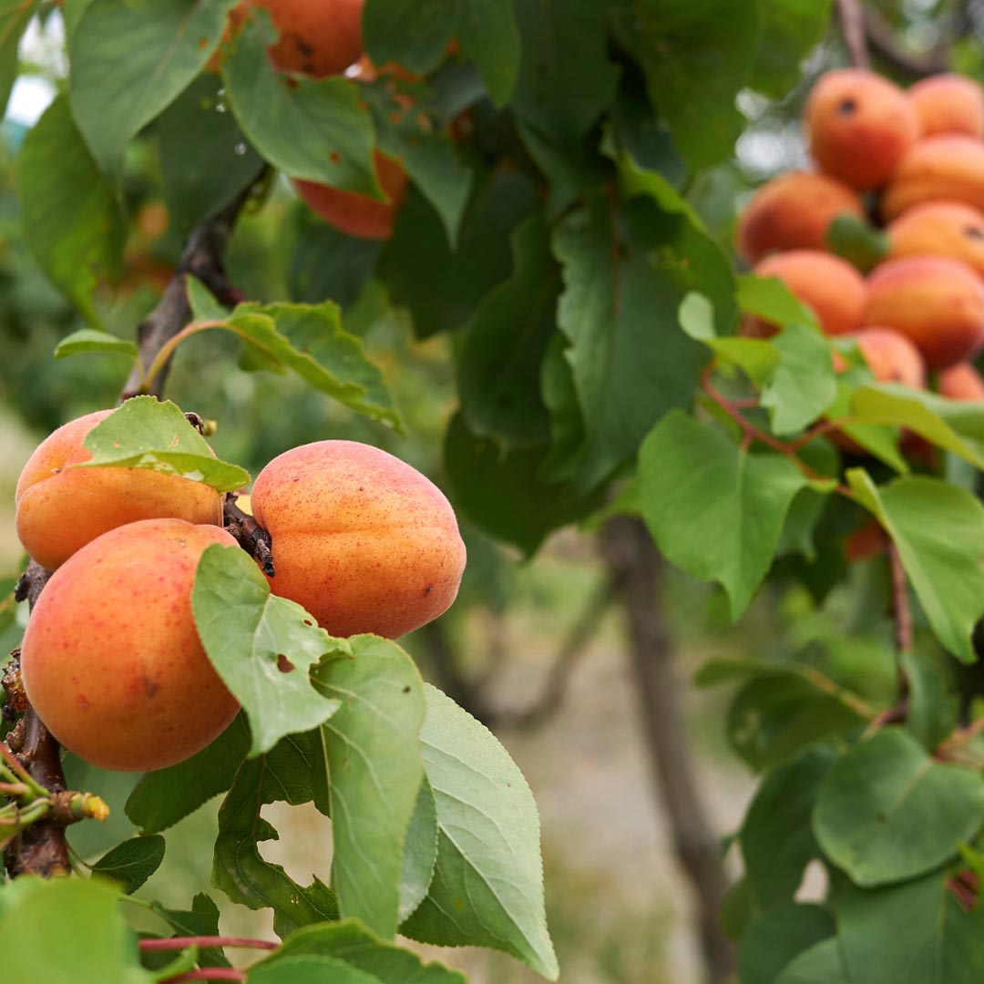 Laboratoire Propos'Nature Apricot Kernel Organic Oil - Elliotti