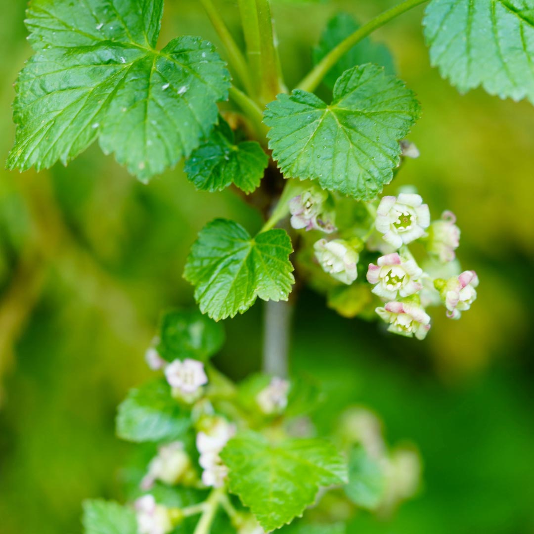 Burgundy Blackcurrant Organic Hydrosol - Elliotti