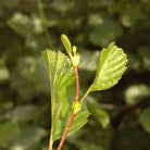 Herbiolys Black Alder Organic Bud Gemmotherapy - Elliotti