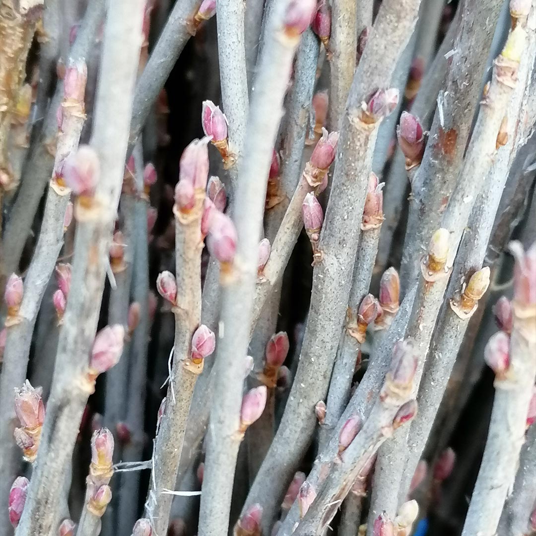 Essenciagua Blackcurrant Organic Essential Oil from Burgundy, 2ml - Elliotti