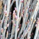 Essenciagua Blackcurrant Organic Essential Oil from Burgundy, 2ml - Elliotti