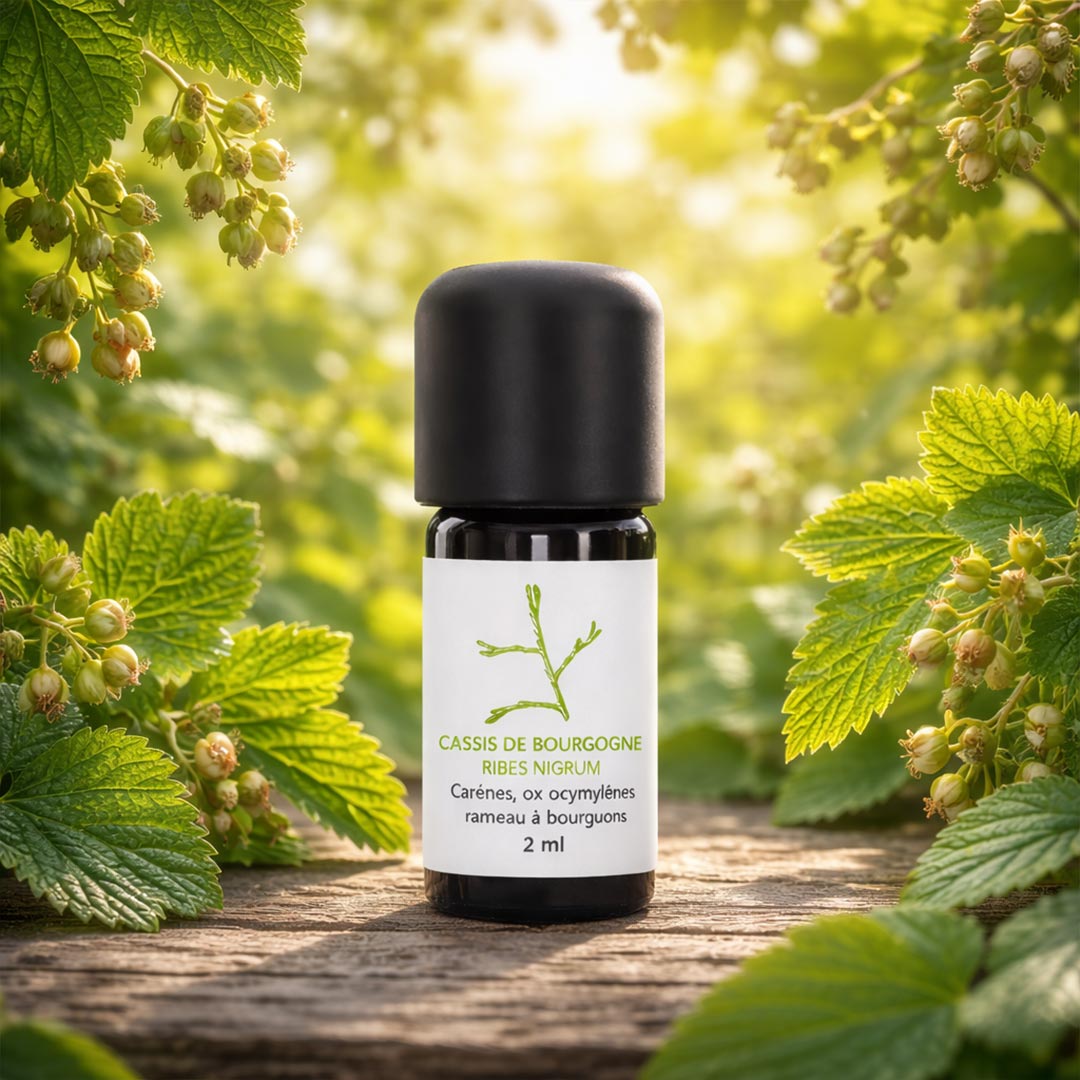 Essenciagua Blackcurrant Organic Essential Oil from Burgundy, 2ml - Elliotti