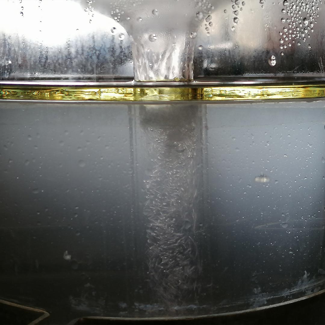 Essenciagua Blackcurrant Organic Essential Oil from Burgundy, 2ml - Elliotti