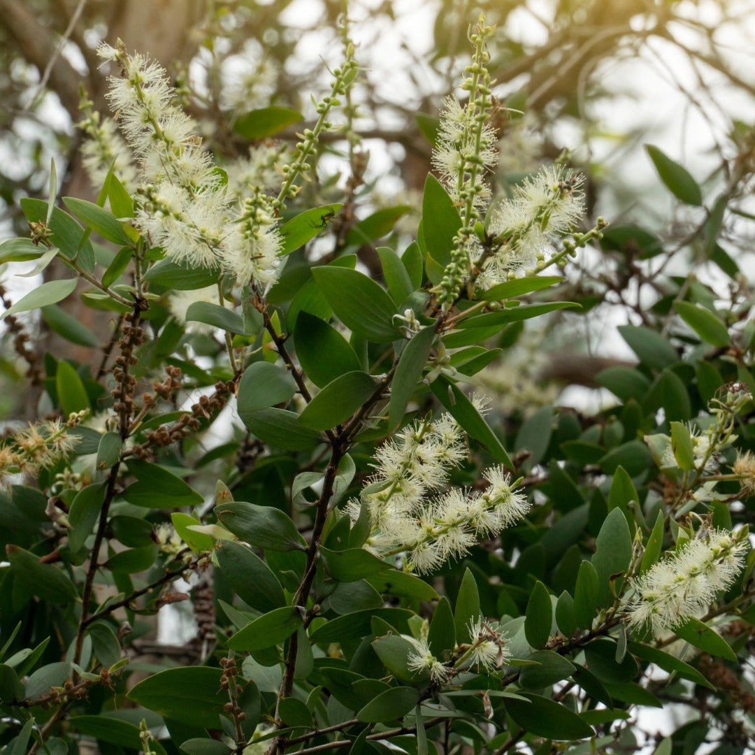 Ad Naturam Cajeput Organic Essential Oil, 10ml - Elliotti