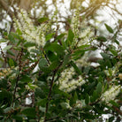 Ad Naturam Cajeput Organic Essential Oil, 10ml - Elliotti