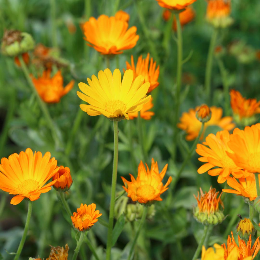 Calendula flowers - Elliotti