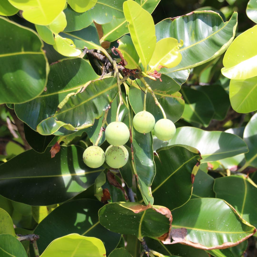Calophyllum inophyllum (Tamanu) - Elliotti