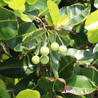 Calophyllum inophyllum (Tamanu) - Elliotti