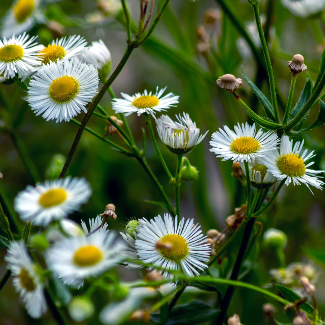 Chamomile Roman flowers- Elliotti