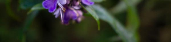 Chasteberry flower in purple