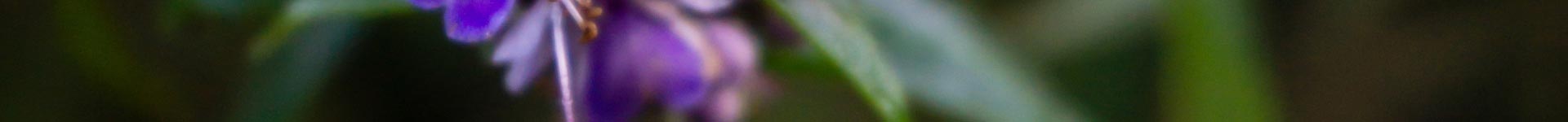 A background image of a purple flower with green leaves